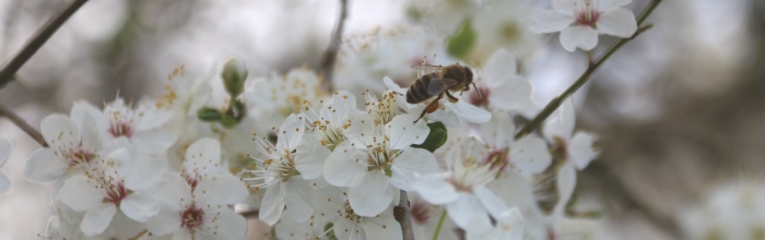 Biene auf einer Blüte 