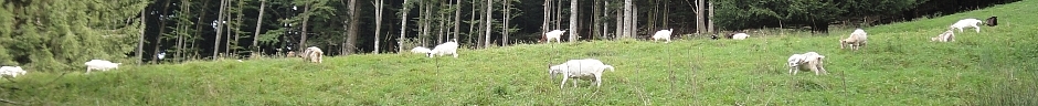 Ziegen vor einem Wald