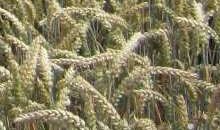 Bild Getreide mit Link zum Warndienst Ackerbau