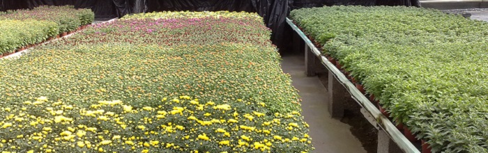 Tische mit Chrysanthemen