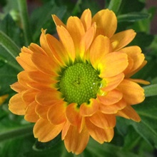Blumenblüte