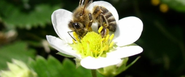 Blüte mit Biene