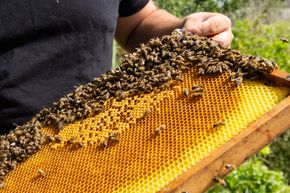 Imker mit Wabe