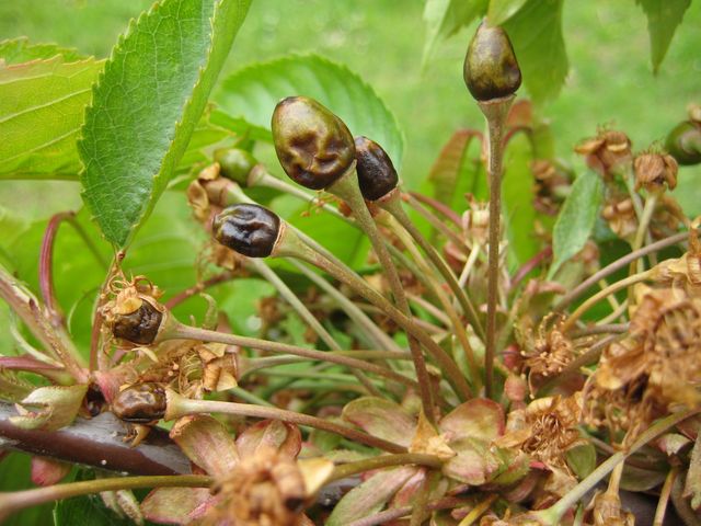 Junge Kirschen - vom Frost verformt und braun