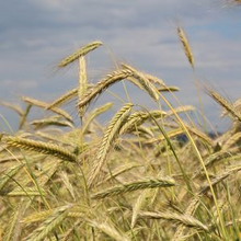 Ausbildung Landwirtschaft