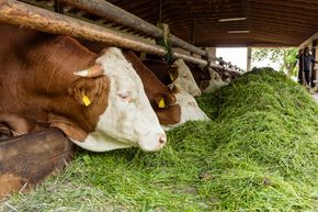 Rinder im Stall beim Grasfressen