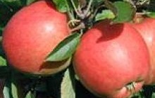 Äpfel