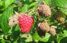 Himbeeren