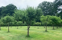 Bäume