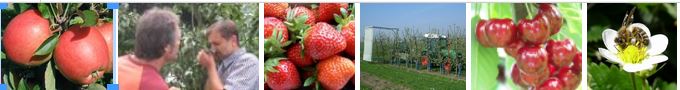 Bilderkollage Obstbau