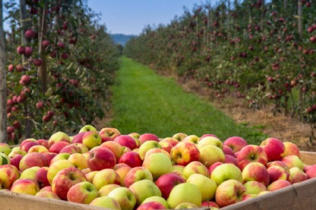 Link zur Seite Produktbörse für direktvermarktende Betriebe