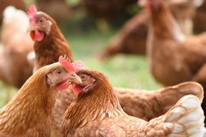 Hühner auf der WIese