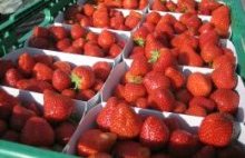Kiste mit Erdbeeren