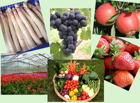 Link zur Seite Fachinformationen Garten-, Obst- und Weinbau