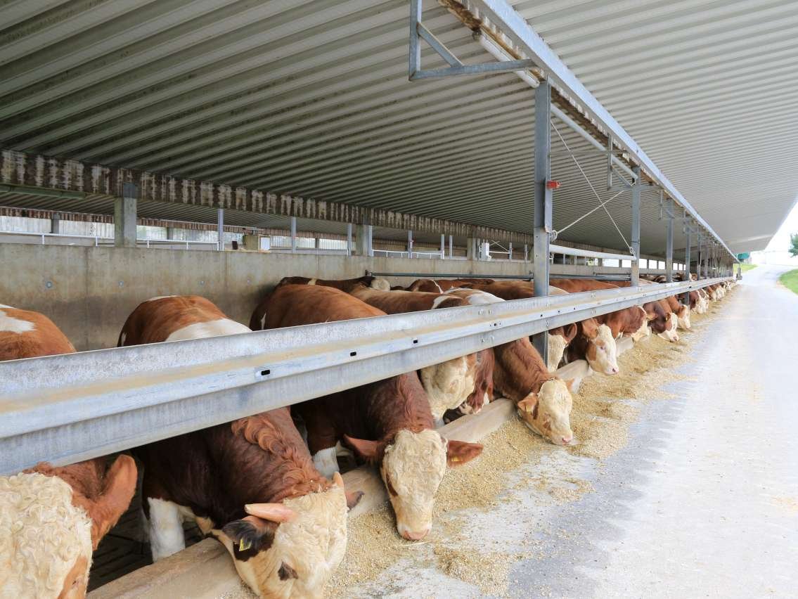 Link zur Seite Tierhaltung