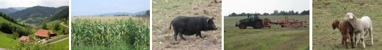 Ausbildungsberatung Landwirtschaft 5 verschiedene Bilder aus der Landwirtschaft