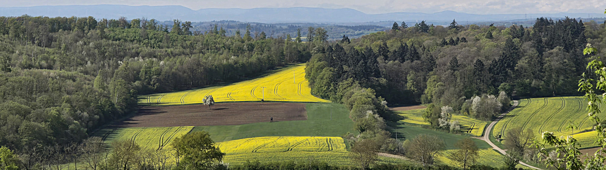 Kraichgau Blick in Rheinebene mit Rapsfeld (Steinecke)