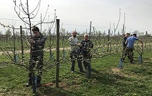 Menschen beim Obstbaumschnitt