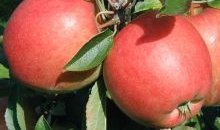 Link zum Warndienst Erwerbsobstbau