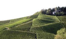 Weinbau