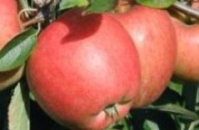 Äpfel