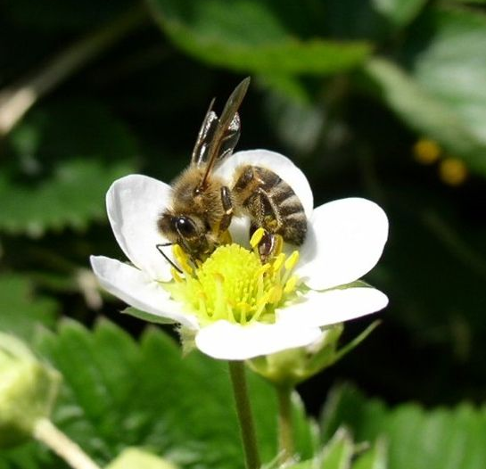 Blüte mit Biene