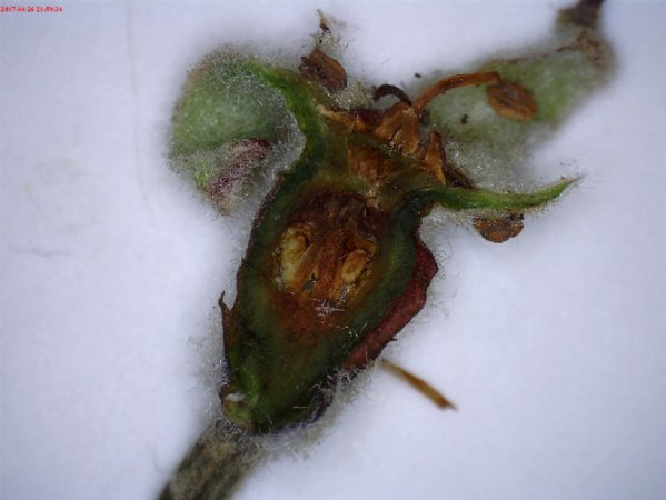 Frostschäden Geschädigte Fruchtanlage